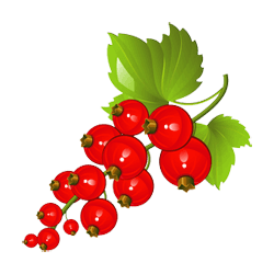 Johannisbeeren