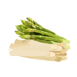 Spargel